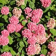 PLANT IN A BOX - Hortensia - Set de 6 - Hydrangea macrophylla - Hauteur 25-40cm - ⌀10,5cm - vignette