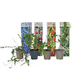 PLANT IN A BOX - Plantes fruitières - Set de 4 - Actinidia, Vaccinium, Lycium - H25-40cm - ⌀9cm - vignette