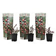 PLANT IN A BOX - Canneberge - Set de 3 - Vaccinium macrocarpon 'Cranberry' - H10-20cm - ⌀9cm - vignette