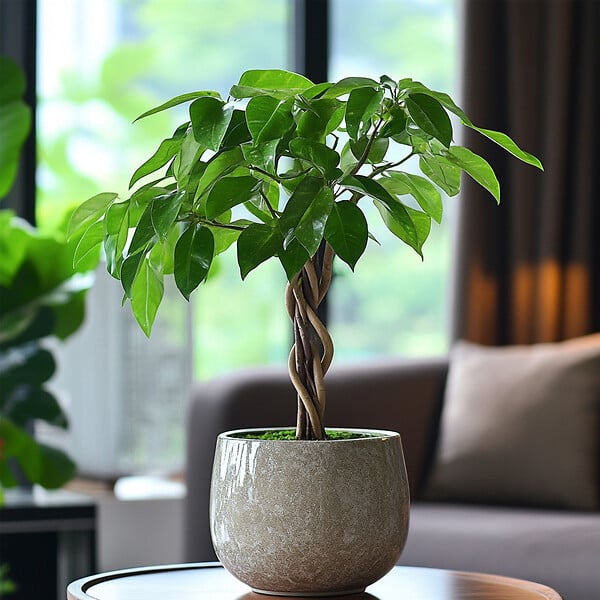 PLANT IN A BOX - Arbre à argent - Pachira aquatica - Hauteur 60-70cm - ⌀17cm - large