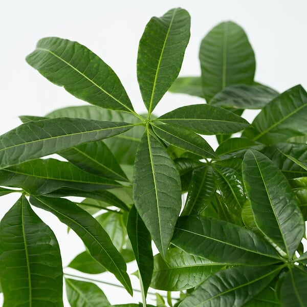 PLANT IN A BOX - Arbre à argent - Pachira aquatica - Hauteur 60-70cm - ⌀17cm - large