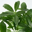 PLANT IN A BOX - Arbre à argent - Pachira aquatica - Hauteur 60-70cm - ⌀17cm - vignette