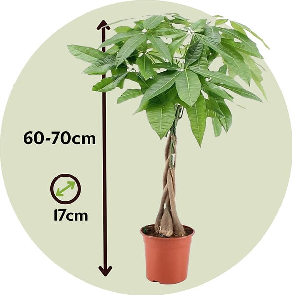 PLANT IN A BOX - Arbre à argent - Pachira aquatica - Hauteur 60-70cm - ⌀17cm - large