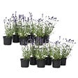 PLANT IN A BOX - Lavande vraie - Set de 12 - Lavandula angustifolia - Hauteur 10-15cm - ⌀10,5cm - vignette