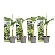 PLANT IN A BOX - Bananier du Japon - Set de 4 - Musa basjoo - Hauteur 25-40cm - ⌀9cm - vignette