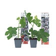 PLANT IN A BOX - Figuier de Barbarie - Set de 2 - Ficus carica 'Brown Turkey' - H25-40cm - ⌀9cm - vignette