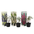PLANT IN A BOX - Arbre à papillons - Set de 3 - Buddleja davidii - Hauteur 25-40cm - ⌀9cm - vignette