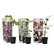 PLANT IN A BOX - Arbre à tulipes - Set de 3 - Magnolia - Hauteur 25-40cm - ⌀9cm - vignette