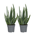 PLANT IN A BOX - Aloe vera - Set de 2 - Aloe barbadensis - Hauteur 25-40cm - ⌀10,5cm - vignette