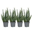 PLANT IN A BOX - Aloe vera - Set de 4 - Aloe barbadensis - Hauteur 25-40cm - ⌀10,5cm - vignette