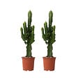 PLANT IN A BOX - Euphorbe ingens - Set de 2 - Euphorbia ingens - Hauteur 50-60cm - ⌀17cm - vignette
