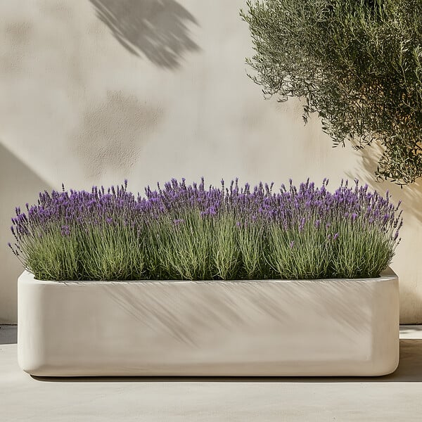 PLANT IN A BOX - Lavande vraie - Lavandula stoechas 'Anouk' - Hauteur 25-35cm - ⌀15cm - large