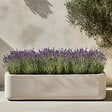 PLANT IN A BOX - Lavande vraie - Lavandula stoechas 'Anouk' - Hauteur 25-35cm - ⌀15cm - vignette