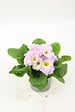 FLEURON - Primevère pot 10,5 cm - vignette