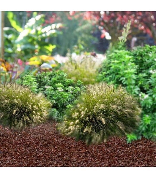 RACINE - Fertilisant naturel en coque de cacao - sac de 100 litres pour 3m² - large
