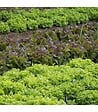 RACINE - Paillage organique du potager 100% naturel Big bag 500 litres - vignette
