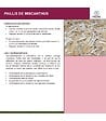 RACINE - Paillis de miscanthus pour retenir l'eau - balle de 150 litres pour 4m² - vignette
