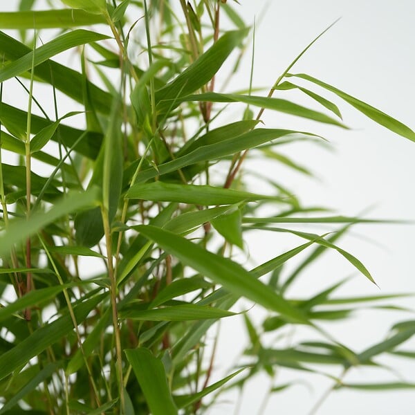 PLANT IN A BOX - Bambou non-traçant - Set de 6 - Fargesia rufa - Hauteur 25-40cm - ⌀13cm - large