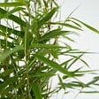 PLANT IN A BOX - Bambou non-traçant - Set de 6 - Fargesia rufa - Hauteur 25-40cm - ⌀13cm - vignette