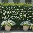 PLANT IN A BOX - Dipladenia - Mandeville 'Rio White' - Hauteur 60-70cm - ⌀17cm - vignette