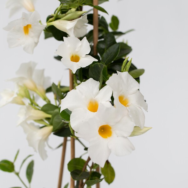 PLANT IN A BOX - Dipladenia - Mandeville 'Rio White' - Hauteur 60-70cm - ⌀17cm - large