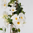 PLANT IN A BOX - Dipladenia - Mandeville 'Rio White' - Hauteur 60-70cm - ⌀17cm - vignette