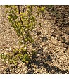 RACINE - Paillage mulch végétal plaquette forestière, x1 sac de 50 L - KOM24 - vignette