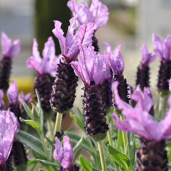 PLANT IN A BOX - Lavande vraie - Lavandula stoechas 'Anouk' - Hauteur 25-35cm - ⌀15cm - large