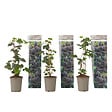 PLANT IN A BOX - Plante de mûre - Lot de 3 - Rubus Thornless - Hauteur 25-40cm - ⌀9cm - vignette