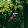 PLANT IN A BOX - Plante de mûre - Lot de 3 - Rubus Thornless - Hauteur 25-40cm - ⌀9cm - vignette