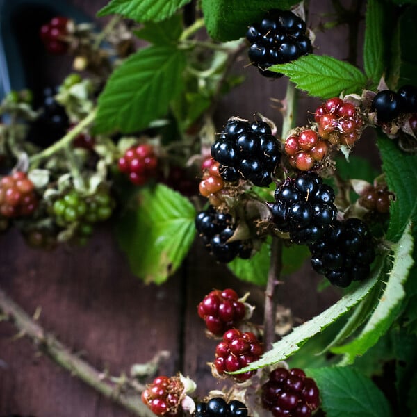 PLANT IN A BOX - Plante de mûre - Lot de 3 - Rubus Thornless - Hauteur 25-40cm - ⌀9cm - large