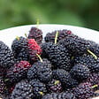 PLANT IN A BOX - Plante de mûre - Lot de 3 - Rubus Thornless - Hauteur 25-40cm - ⌀9cm - vignette