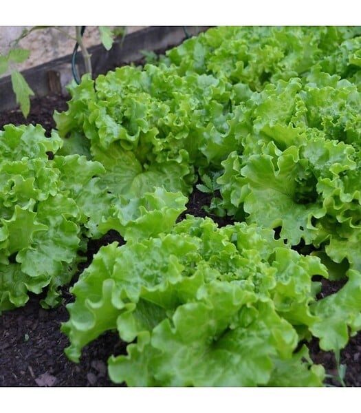 RACINE - Terreau potager, 48 sacs de 50L - PRO218-48x50 - large