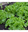 RACINE - Terreau potager, 48 sacs de 50L - PRO218-48x50 - vignette