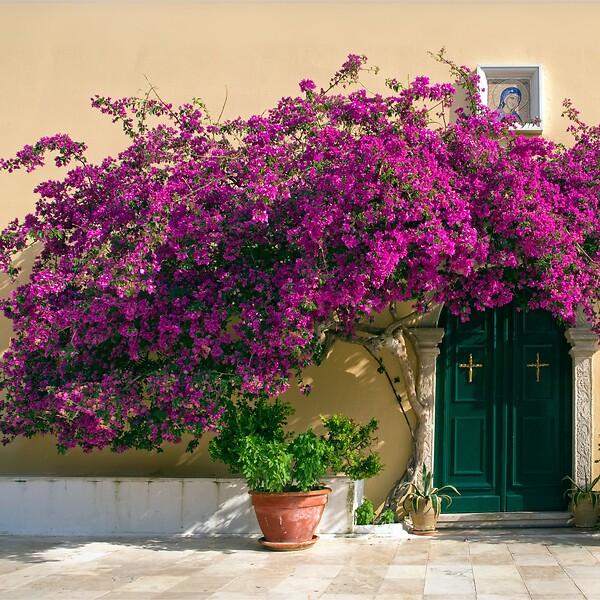 PLANT IN A BOX - Bougainvillier - Bougainvillea 'Alexandra' - Hauteur 50-60cm - ⌀17cm - large