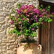 PLANT IN A BOX - Bougainvillier - Bougainvillea 'Alexandra' - Hauteur 50-60cm - ⌀17cm - vignette