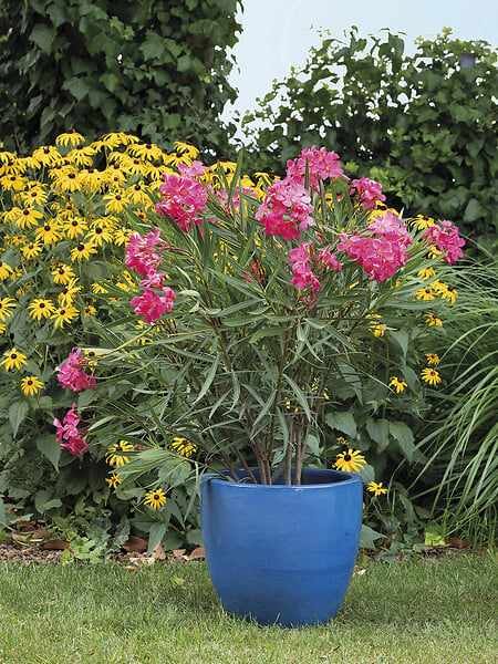 DEROMA - Vase Fun 22,0cm - large
