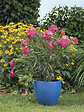 DEROMA - Vase Fun 36,0cm - vignette