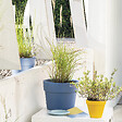 DEROMA - Perfetto Colorama Vinca 24 cm - vignette