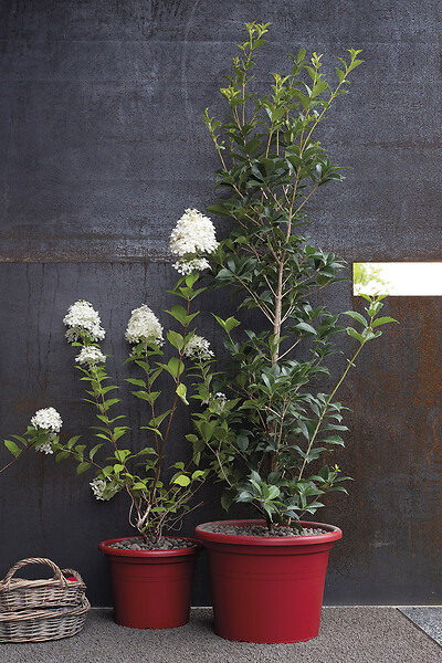 DEROMA - Cilindro Day R Rosso 40cm - large