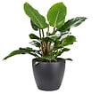 SCHEURICH - Cache-Pot 920 Anthrazit 19cm - vignette