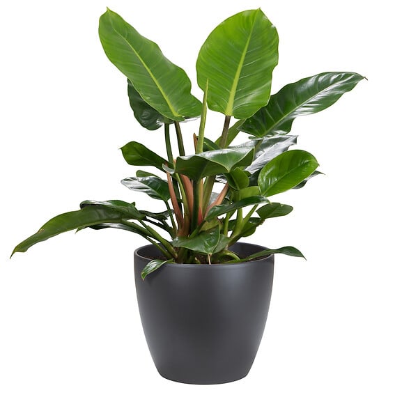 SCHEURICH - Cache-Pot 920 Anthrazit 25cm - large