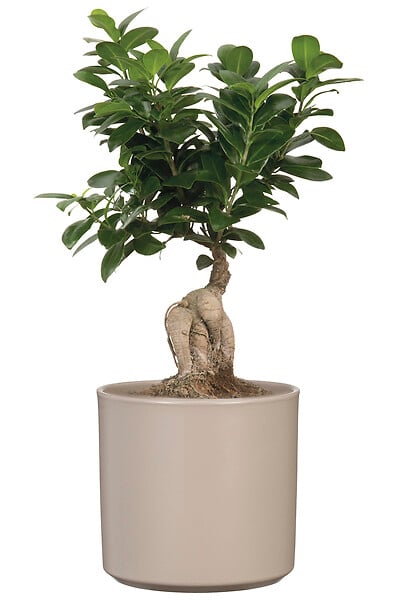 SCHEURICH - Cache-Pot 631 Taupe 14cm - large