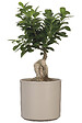 SCHEURICH - Cache-Pot 631 Taupe 14cm - vignette
