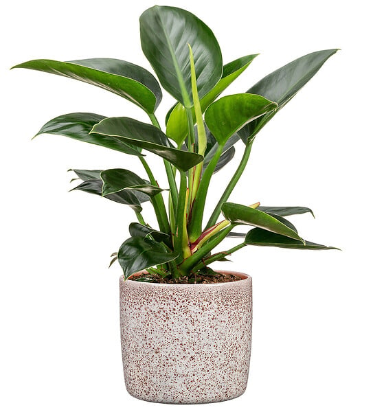 SCHEURICH - Cache-pot 900 Roccia 21cm - large