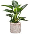 SCHEURICH - Cache-pot 900 Roccia 21cm - vignette
