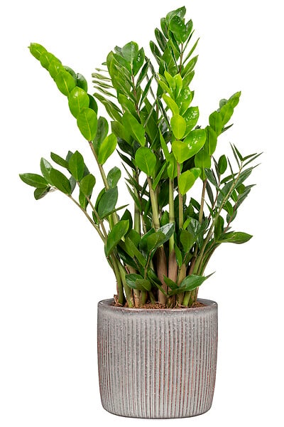 SCHEURICH - Cache-pot 909 Seashell 18cm - large