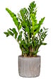 SCHEURICH - Cache-pot 909 Seashell 18cm - vignette
