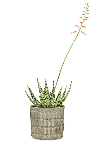 SCHEURICH - Cache-Pot 878 Luna 10cm - large