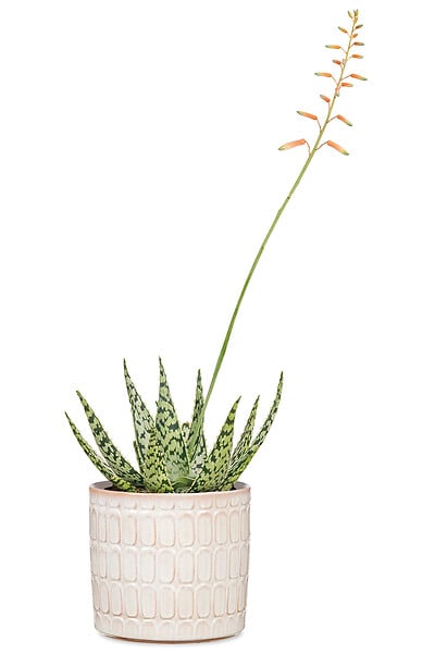 SCHEURICH - Cache-Pot 878 Opale 10cm - large